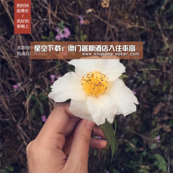 星空下载:澳门暑期酒店入住率高(图3) 星空官网